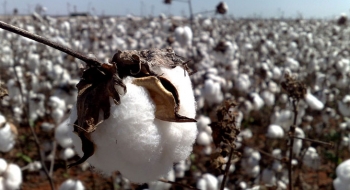 Estudo aponta recuperação do setor agrícola na Safra 2017/18